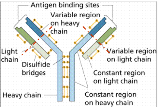 <p>Describe the general structure of an antibody</p>