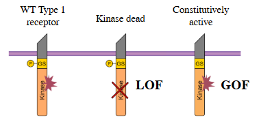 <p>LOF or GOF by introducing a single amino acid mutation in the GS domain of a type 1 receptor which is the domain that gets phosphorylated and activates the kinase domain that phosphorylates Smad proteins - shows effect of loss or excessive signalling of specific pathway = infer role of signalling</p>