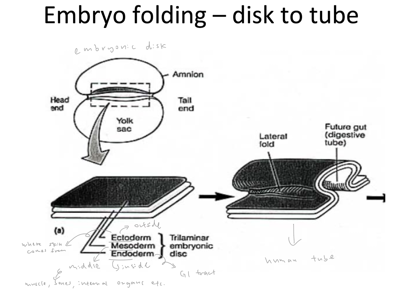 <ul><li><p>ectoderm = outside</p></li><li><p>mesoderm = middle</p></li><li><p>endoderm = inside </p></li></ul><p></p><p>embryonic disk folds → human tube </p><p></p>