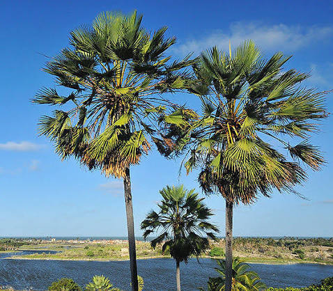 <p>Carnauba wax palm</p>