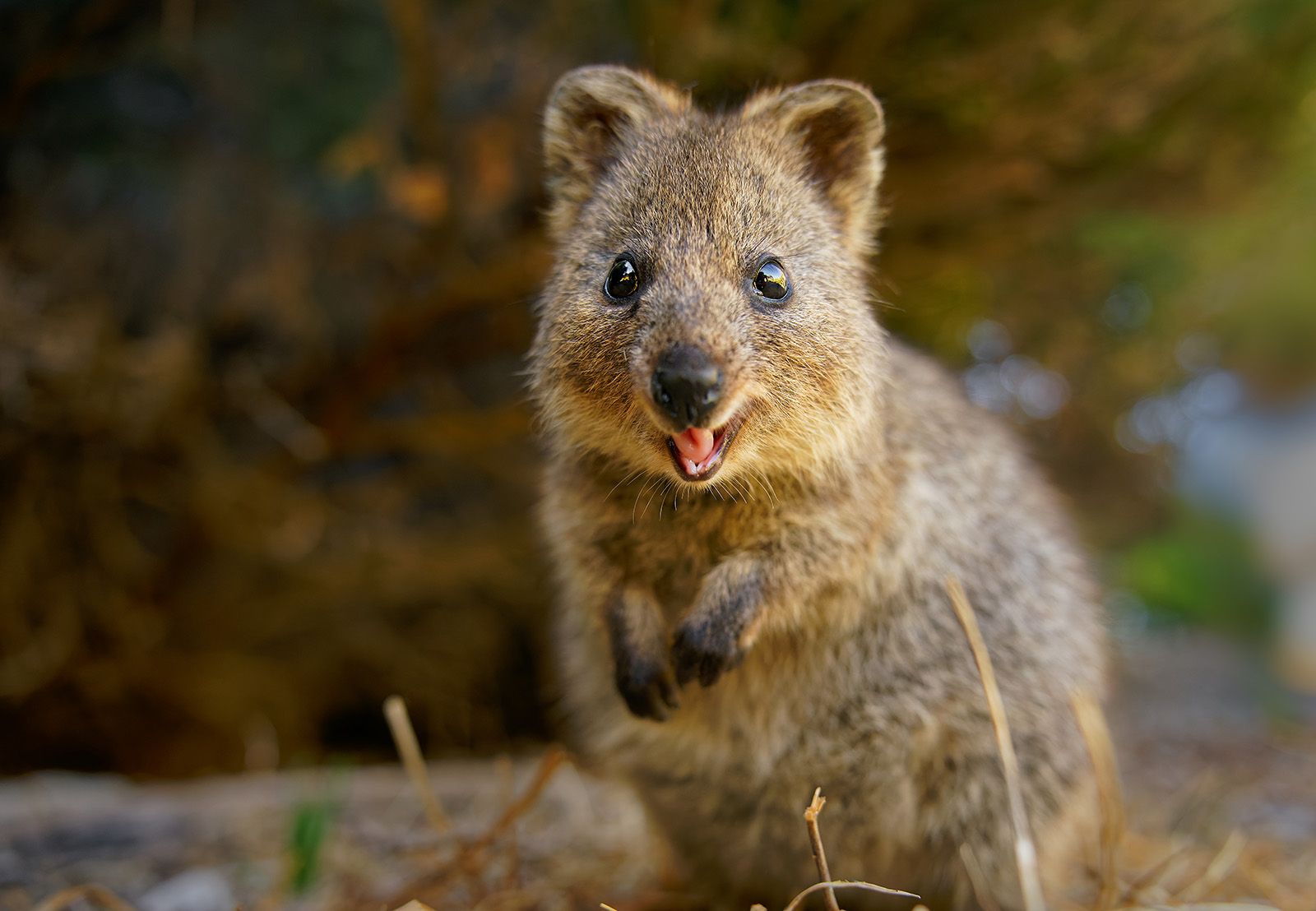 <p><span>Klokan quokka</span></p>