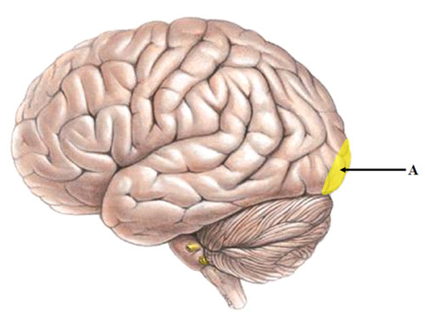 <p>Processes vision</p>
