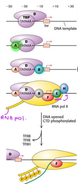 <ul><li><p><strong>TFIID: </strong>recognize core promoter elements & central to assembly process</p></li><li><p><strong>TFIIA: </strong>aid in binding of TFIID to DNA</p></li><li><p><strong>TFIIB: </strong>DNA-binding protein that recognizes B recognition elements near TATA box</p></li><li><p><strong>TFIIF: </strong>aids in recruitment of polymerase II</p></li><li><p><strong>TFIIE: </strong>brings TFIIH to complex</p></li><li><p><strong>TFIIH: </strong>has helicase activity that unwinds DNA & kinase activity that phosphorylates CTD of polymerase II, facilitating transition to elongation</p></li></ul><p></p>