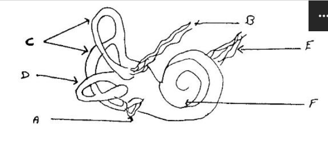 <p>Which letter corresponds to the semicircular canals:</p><p></p>