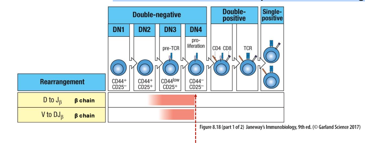 <p>V/D/J recombination of the TCRβ chain at the DN stage</p>