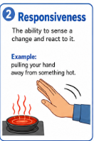 <p>The ability to sense a change and react to it.<br>Example: Pulling your hand away from something hot is responsiveness.</p>