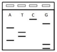 <p><span style="background-color: transparent;"><strong>I set up an old fashioned Sanger sequencing reaction with radiolabeled ddNTPs. I run each reaction with a specific labeled nucleotide (shown on gel) and an excess of the rest of the normal dNTPs. I then run a gel with my Sanger sequencing products, shown. What is the sequence of my fragment?&nbsp;</strong></span></p><p><span style="background-color: transparent;">A) 5’ – CGATTAGG – 3’</span></p><p><span style="background-color: transparent;">B) 5’ – GGATTAGC – 3’</span></p><p><span style="background-color: transparent;">C) 5’ – GCTAATCC – 3’</span></p><p><span style="background-color: transparent;">D) 5’ – CCTAATCG – 3’ </span></p><p><span style="background-color: transparent;">(Lecture #7-8 Questions)</span></p>