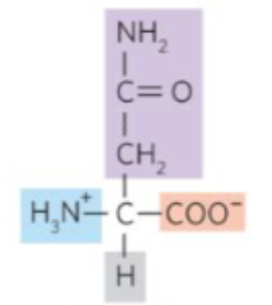 <p>what amino acid is this?</p>