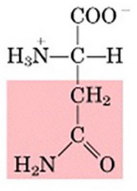 <p>amide of aspartic acid</p>