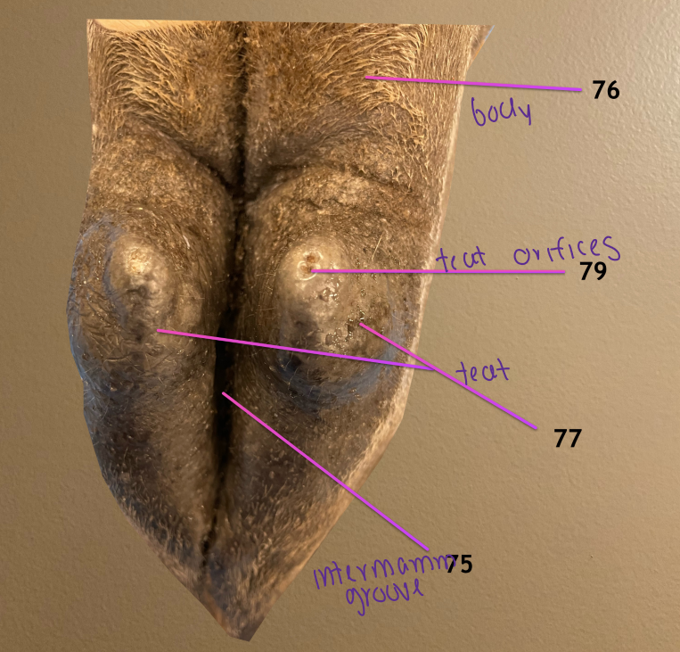 <ol start="75"><li><p>intermammary groove: divides 76 into left &amp; rt halves </p></li><li><p>body of mammary gland</p></li><li><p>teat</p></li></ol><ol start="79"><li><p>teat orifices: there’s 2 of these on each teat</p></li></ol><p></p>