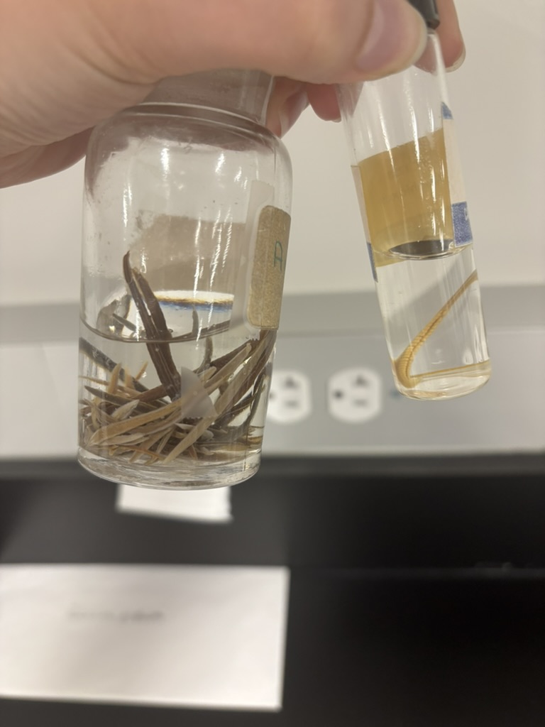 <p>What are these (phylum, subphylum, common name)?</p>