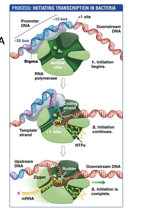 <p>1) Sigma binds to RNA polymerase</p><p>2) Creases holenzyme (whole enzyme </p><p>3) Sigma binds to promoter region of DNA</p><p>4) RNA polymerase unzip double helix of DNA</p><p>5)  Template strand moves trhough channel in RNA polymerase where NTPs are found</p><p>6) NTp is bound to the DNA template strand, RNA polymerization begins</p><p></p>