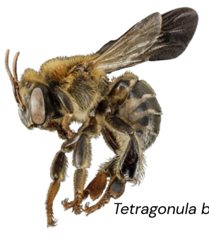 <ul><li><p>lukot, kiwot, kiyot, libog, and kelulut</p></li><li><p>Honey and wax production</p></li><li><p>Tropical asian countries</p></li><li><p>Stingless</p></li></ul><p></p>