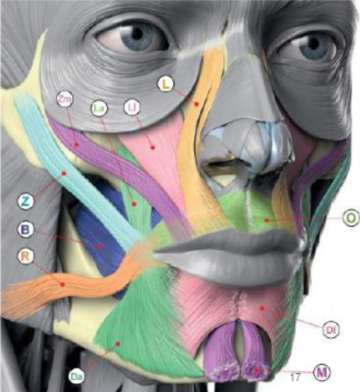 <p>what are the muscles of the oral region?</p>