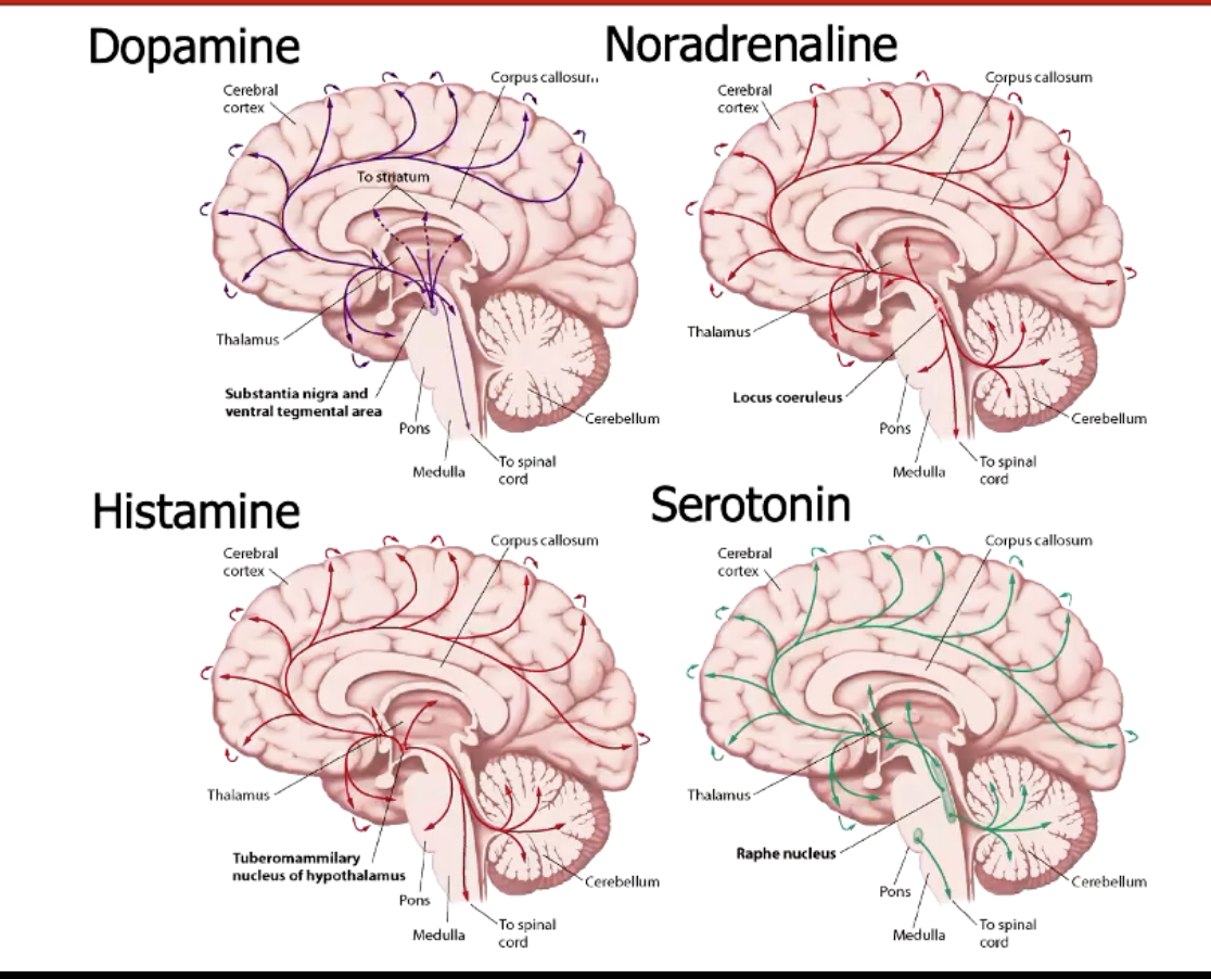 <p>Relatively small number of neurones for the neuromodulators, but have long projections. This allows for coordination of brain activity.</p>