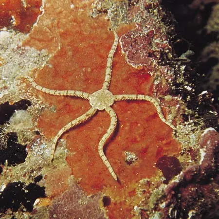 <p>What class of Echinoderm is this?</p>