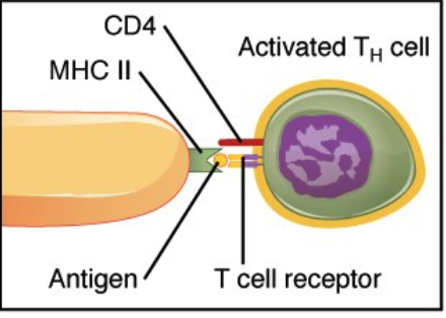 <p>helper T cells</p><p>(Note: Are also the target</p><p>for the virus that causes AIDs (HIV))</p>