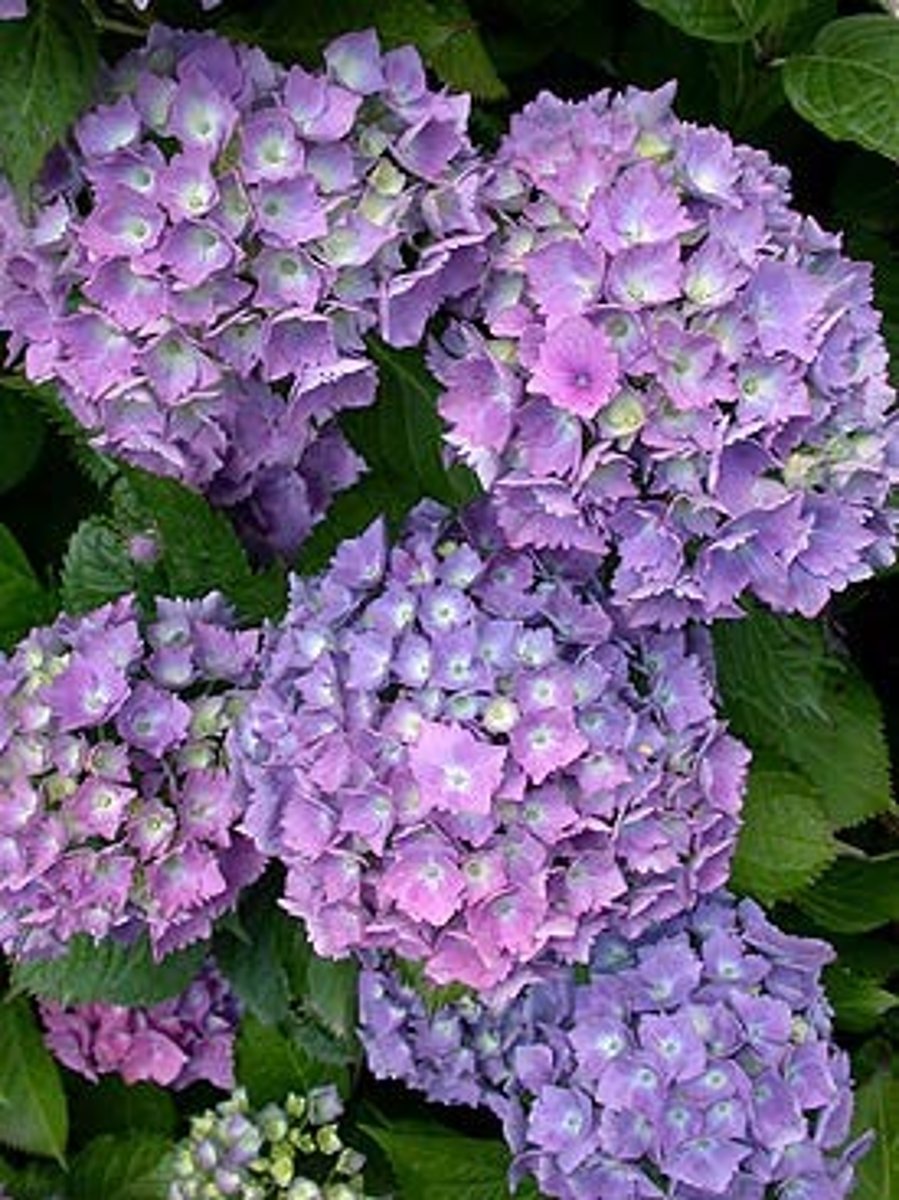 <p>un hortensia</p>