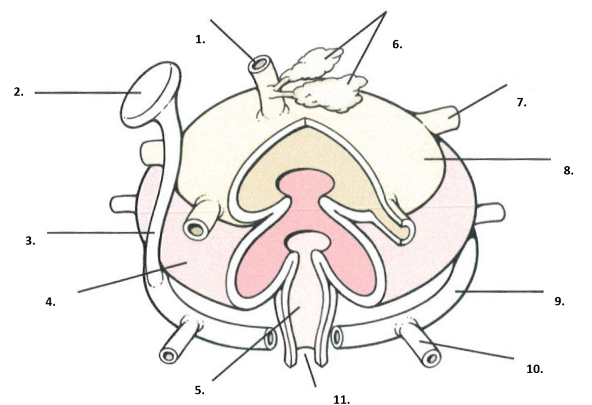 <p>Phylum , genus , Name</p>