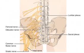 <p>Summerize the <strong>lumbosacral plexus</strong>.</p>