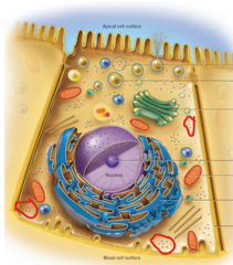 <p>hint: site of protein synthesis</p>