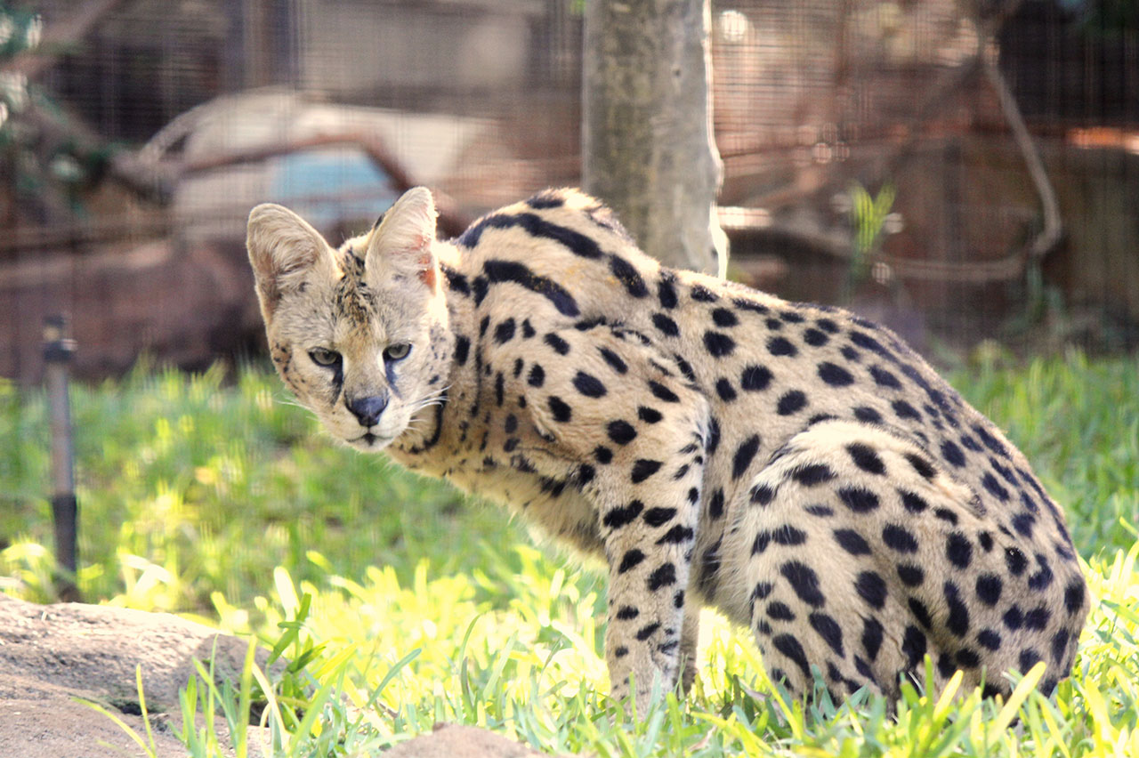 <p>Serval</p>