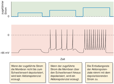 <ul><li><p><span>Darstellung von Reizinformationen im Nervensystem</span></p></li><li><p class="p1"><span>Reizdauer, Reizort und Reizart, reiz Intensität (  Was ist das für ein Reiz?</span></p></li><li><p class="p1"><span>(z. B. Druck, Licht, Schmerz, Wärme), Woher kommt er?, Wie stark ist er?, Wie lange dauert er?</span></p></li><li><p class="p1"><span>AP haben immer die gleiche Amplitude (Alles-oder-Nichts-Prinzip)</span></p></li><li><p class="p1"><span>Reizstärke wird nicht über Amplitude, sondern über Frequenz der Aktionspotenziale kodiert</span></p></li><li><p class="p1"><span>Stärkerer Reiz → größeres Rezeptorpotenzial → höhere AP-Frequenz</span></p></li><li><p class="p1"><span>Reizstärke kann über Anzahl aktivierter Rezeptoren kodiert werden</span></p></li></ul><p></p>