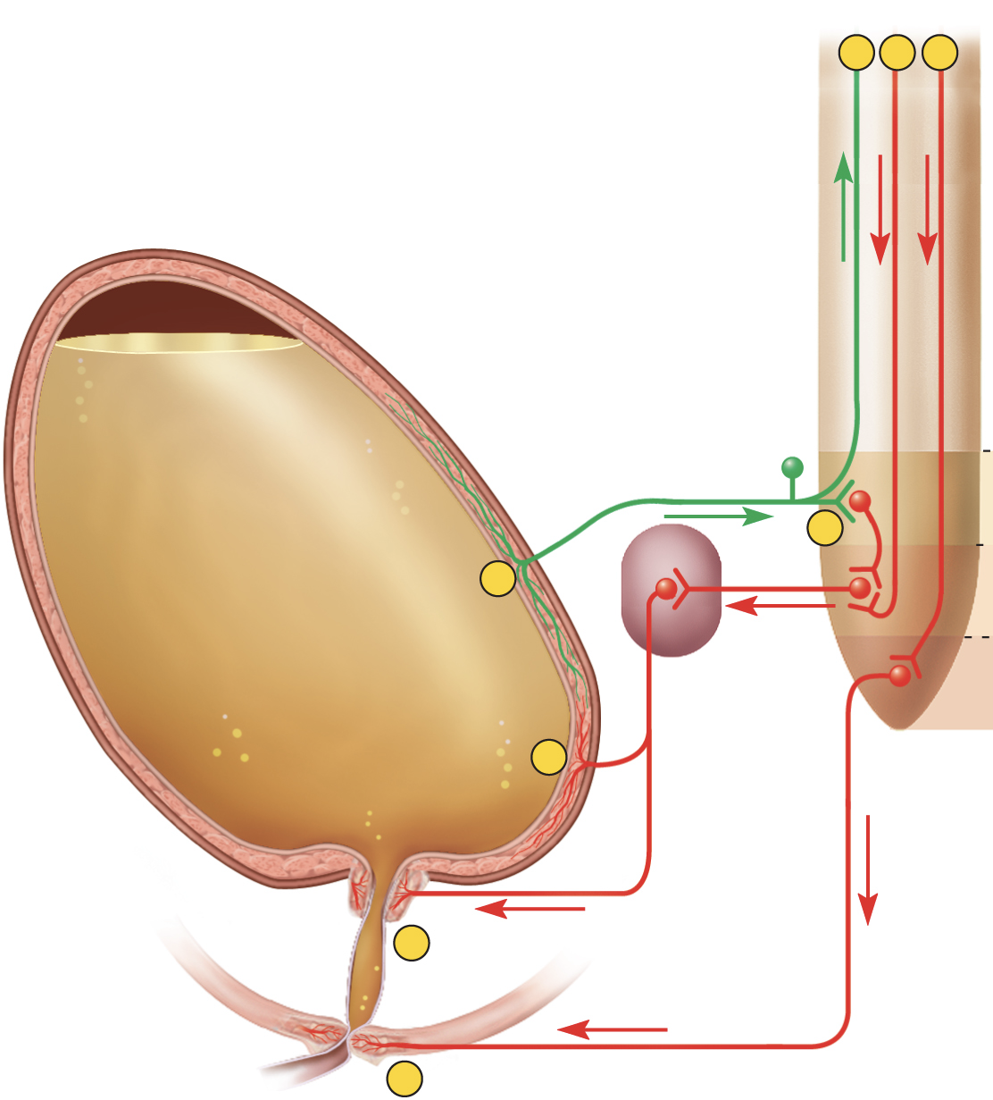<p><strong>neural control of micturition</strong></p><ol><li><p>stretch receptors detect ____</p></li></ol><ul><li><p>___ cord</p></li><li><p>___ in pons</p></li></ul><ol start="2"><li><p>___ returns to bladder</p></li><li><p>detrusor ___</p></li><li><p>____ relaxes</p></li><li><p>motor cortex _____</p></li><li><p>external urethral sphincter ____</p></li></ol><p></p>