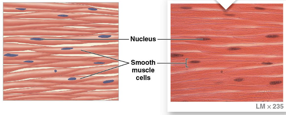 <ul><li><p>cells are short, spindle-shaped, and nonstriated, with a single central nucleus</p></li><li><p>can replicate</p></li><li><p>reflex arcs are myogenic</p></li><li><p>found in walls of blood vessels and in digestive, respiratory, urinary, and reproductive organs</p></li><li><p>moves food, urine, and reproductive tract secretions</p></li><li><p>involuntary</p></li></ul><p></p>