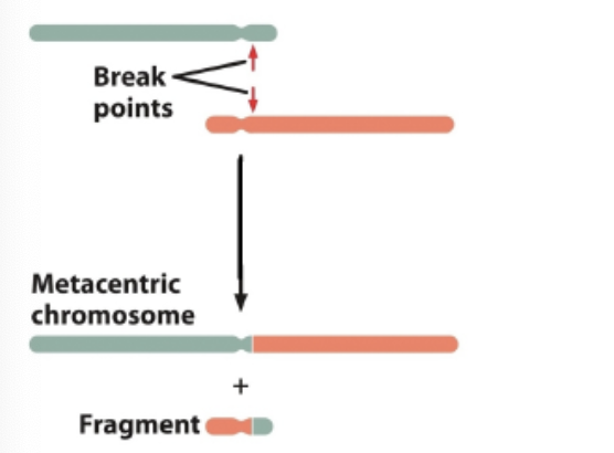 <p>Which of the following is represented in the figure?</p>