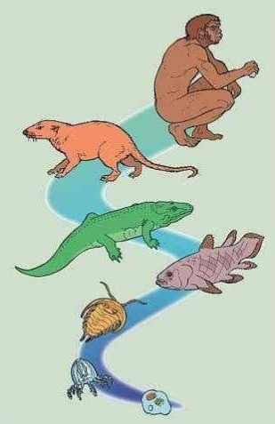 <p>Evolution occurring at a large scale over a long time period. This kind of evolution is above the levels of population and is not directly observable (fossils). Often caused by extended microevolution.</p>