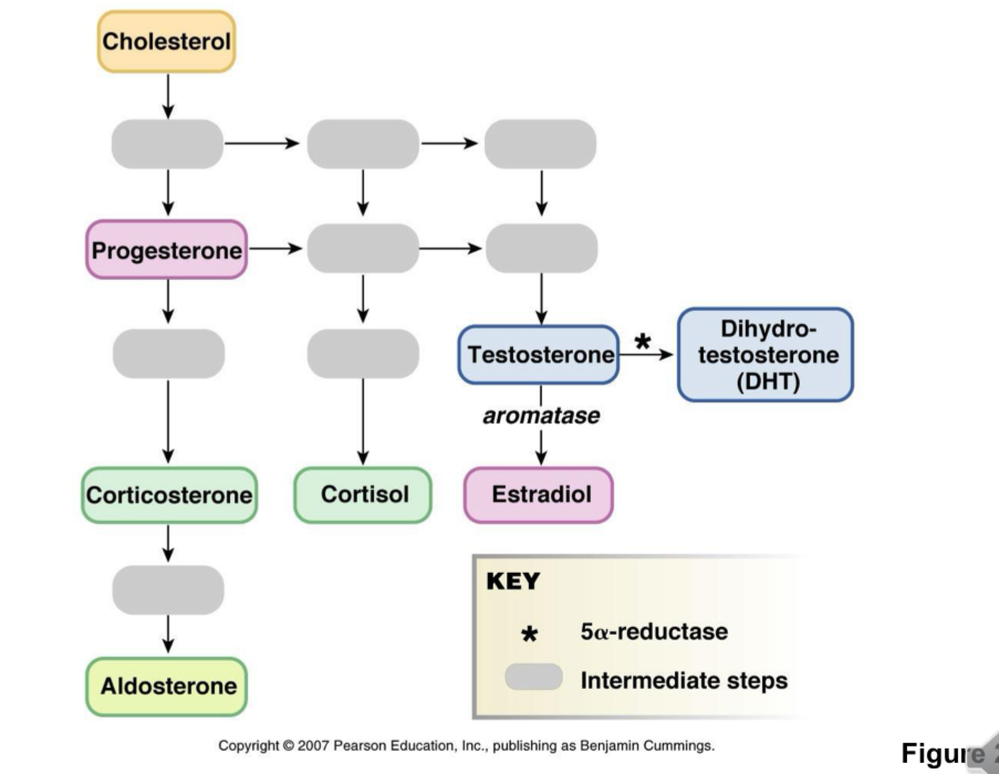 <ul><li><p>steroid hormone</p></li><li><p>Made from the cholesterol precursor and then progesterone</p></li><li><p>Testogerone also gets converted into DHT</p></li></ul><p></p>