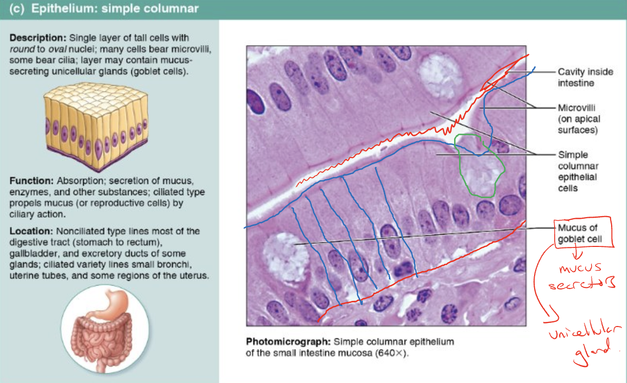 <p>Describe the structures, functions, and locations of <strong>simple columnar epithelium</strong></p>
