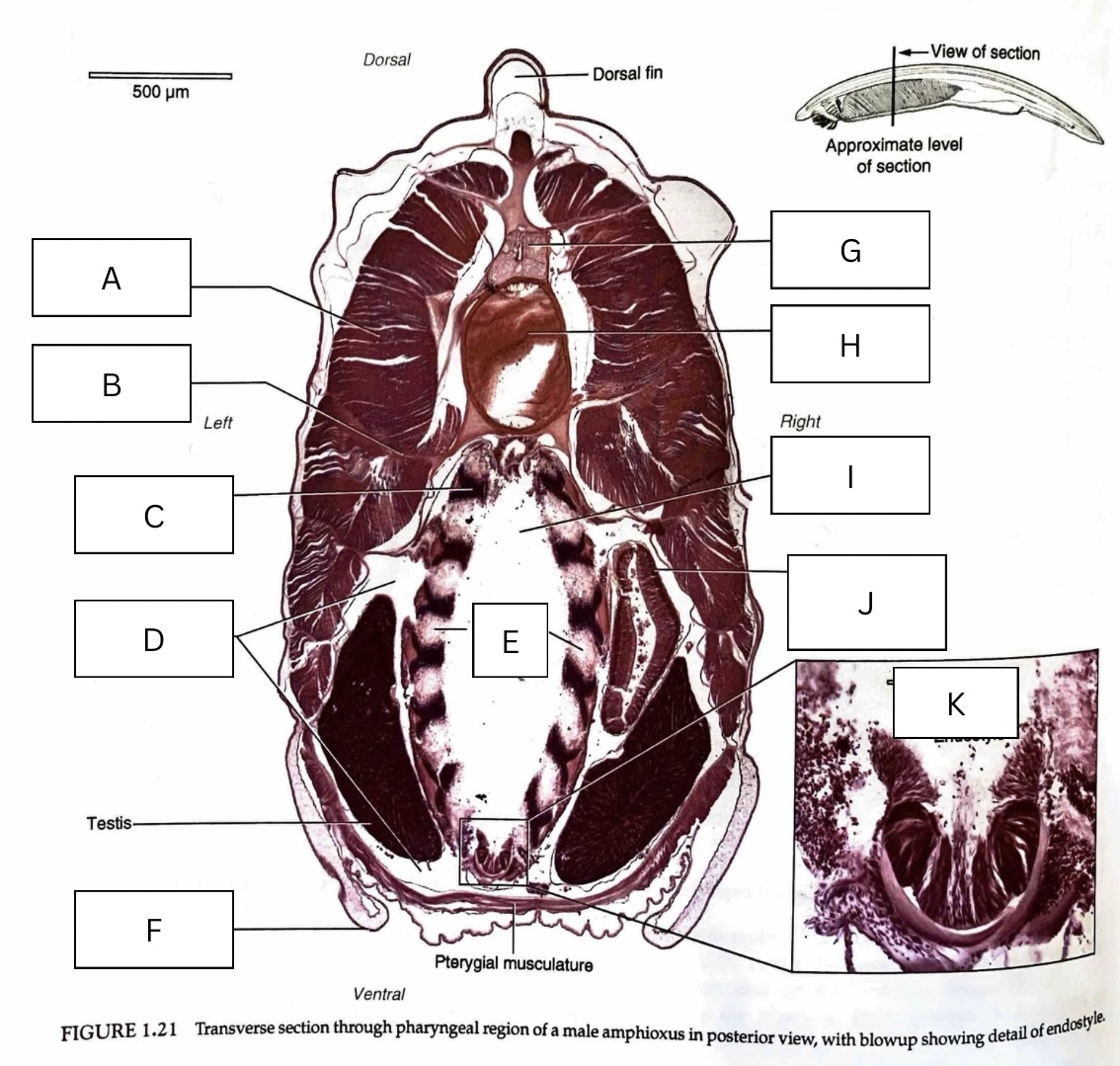 <p>What is J in the following diagram?</p>