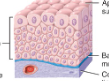 <p>transitional epithelium </p>
