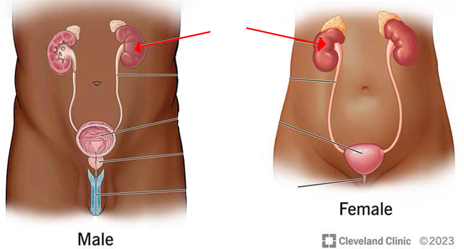 <p>Identify the organ the red arrow it pointing to.</p>