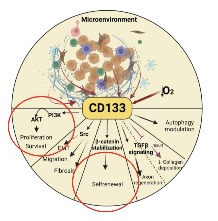 <p>aka <strong><em>Prominin-1</em></strong> is a transmembrane glycoprotein.</p><ul><li><p>Precise function/activity is unknown</p></li><li><p>“Regulates” numerous pathways associated with stem cell characteristics</p></li></ul><p></p>