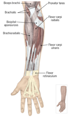 <p>biceps brachii, </p><p>pronator teres</p><p>, brachialis, </p><p>bicipital aponeurosis</p><p>, brachioradialis, </p><p>flexor carpi radialis</p><p>, flexor carpi ulnaris, </p><p>flexor retinaculum</p>
