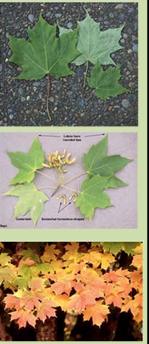 <p>opposite, simple leaf, acuminate tip with cordate base</p>