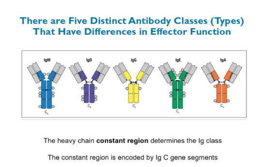 <p>What component of the antibody molecule determines its class (isotype)?</p>