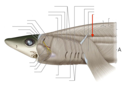 <p>membrane of connective tissue </p><p>which divides the dorsal and </p><p>ventral myomeres (epaxial and </p><p>hypaxial musculature)</p>