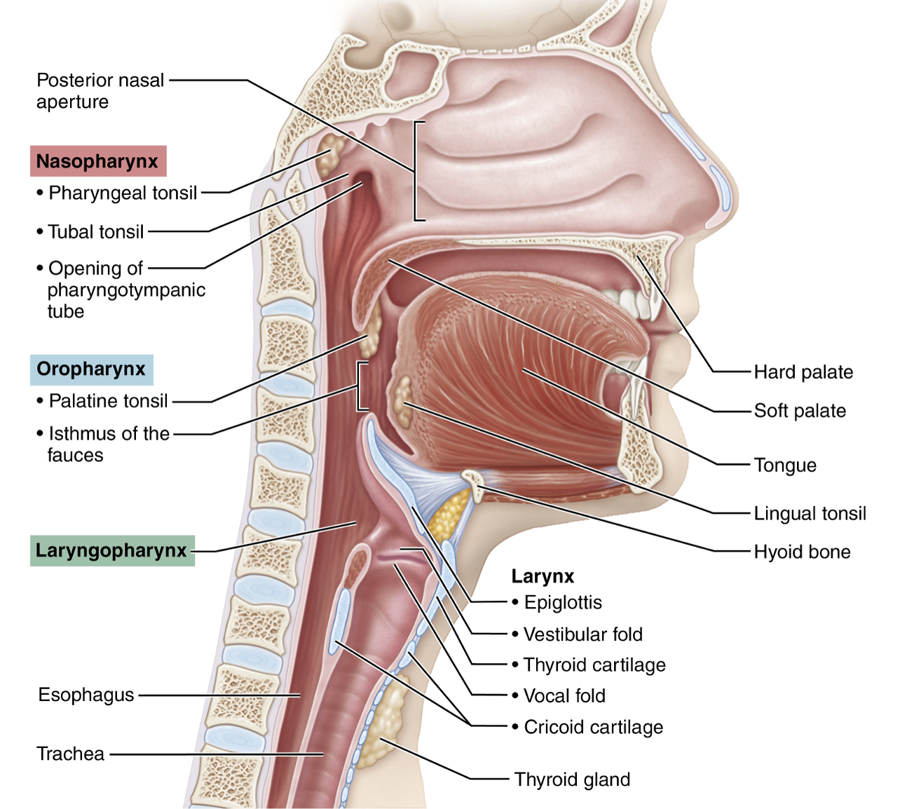 <p>Red - pharyngeal tonsil </p><p>Green - tubal tonsil </p><p>Blue - palatine tonsil </p><p>Purple - lingual tonsil </p>