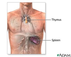 <p>located between the sternum and the heart, embedded in the mediastinum.</p><p>Thymosin- targets lymphatic tissues, stimulates the production of T-cells</p>