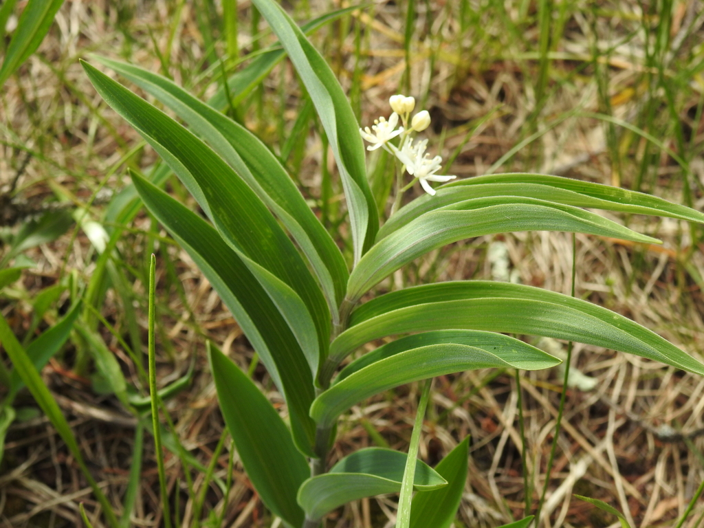 <p>Starflowered Lily of the Valley (Anangokaa)</p>