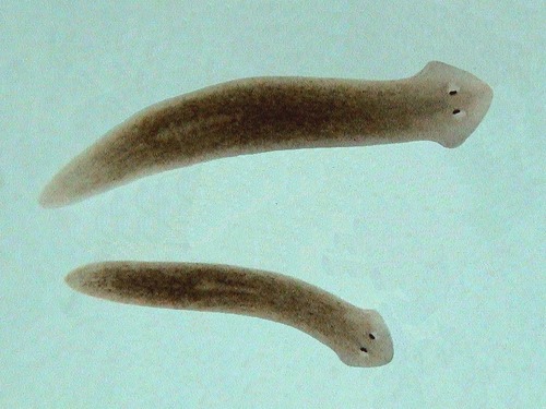 <p><span>This planarian would be classified into the Phylum ____________________ and the Class ________________.</span></p>