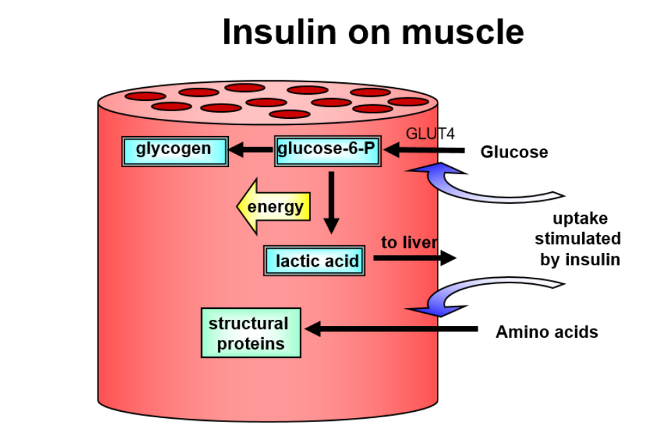<ul><li><p>when the glucose enters its converted into glucose-6-phosphate trapping it inside</p></li><li><p>the glucose can either be stored as glycogen or used for energy or converted into lactic acid that’s transported into the liver</p></li><li><p>the glycogen in the muscles when broken down into glucose  can only be used inside the muscle </p></li></ul><p></p>