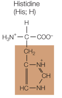 <p>Histidine</p>