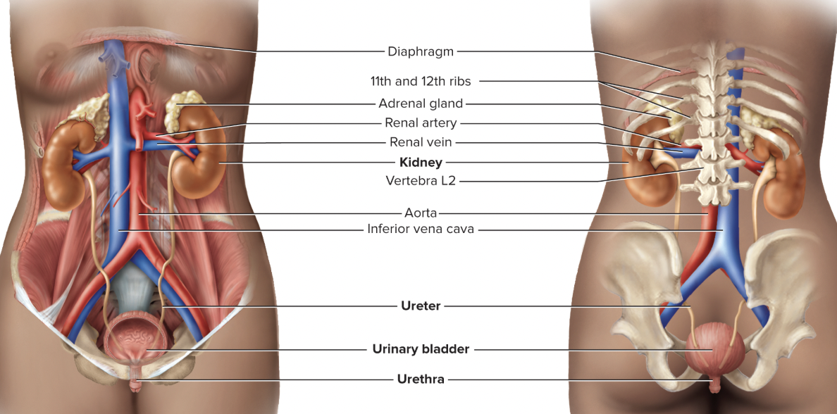 <ul><li><p>Two ureters</p></li><li><p>Single urinary bladder</p></li><li><p>Single urethra</p></li></ul><p></p>