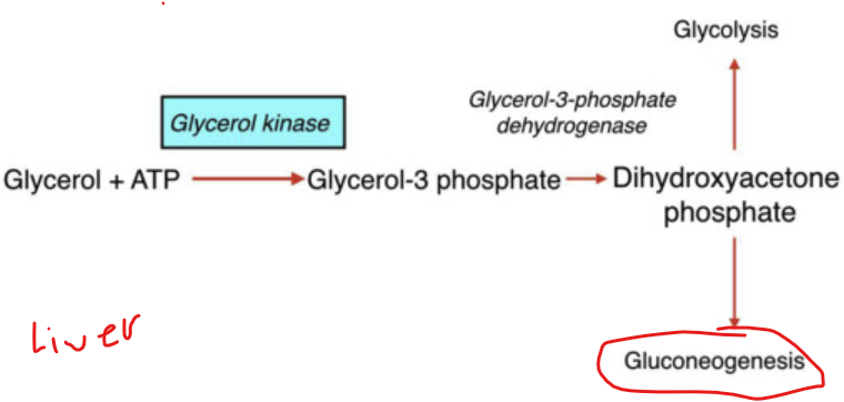 <p>In the <strong>liver</strong>, what is <strong>dihydroxyacetone phosphate (DHAP) typically directed toward</strong></p>