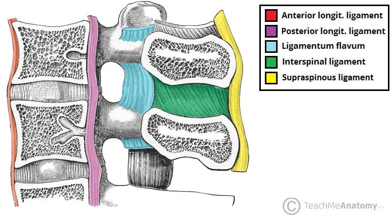 <p>Connects <strong>all</strong> the spinous processes together</p>